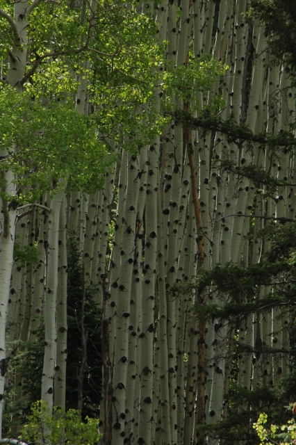 a stand of aspen trees